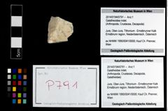 Foto (Objekt + Etikett) von Galatheoidea indet.  (NHMW-GEO-2014-0194-0791)
